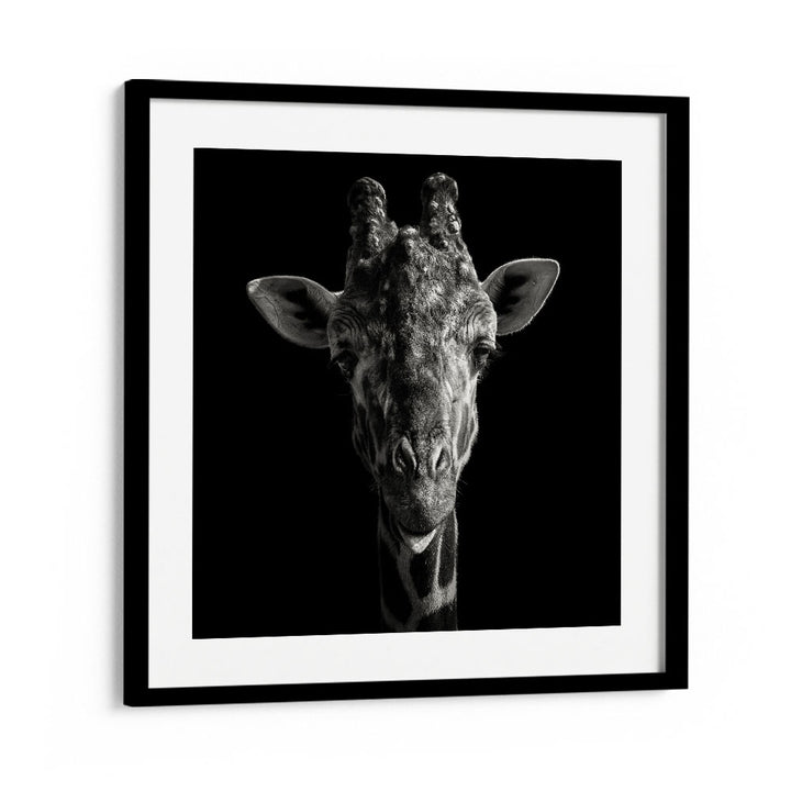 CHEEKY GIRAFFE WILDLIFE PHOTOGRAPHY in Black Frame With Mount