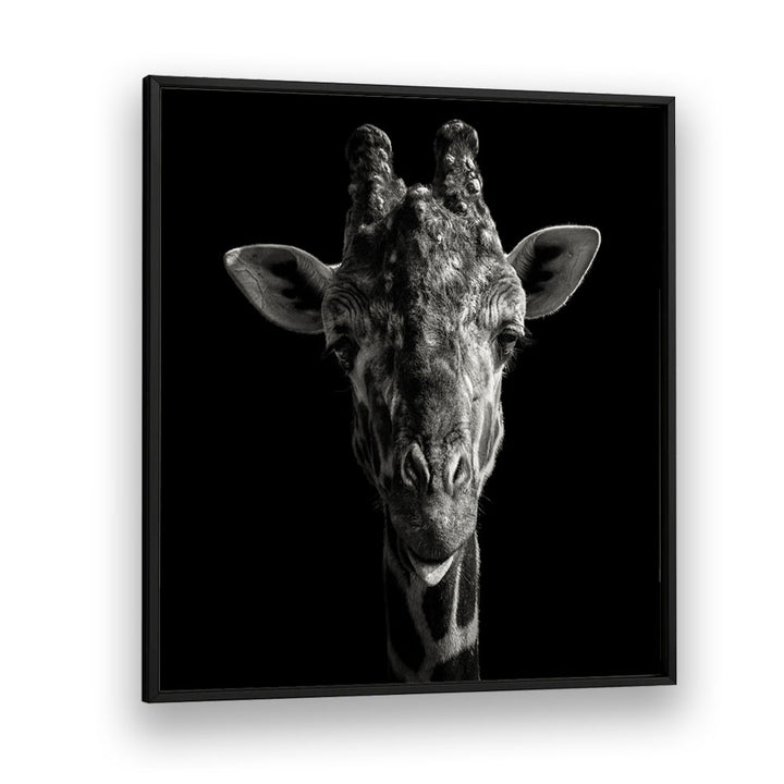 CHEEKY GIRAFFE WILDLIFE PHOTOGRAPHY in Black Plain Frame