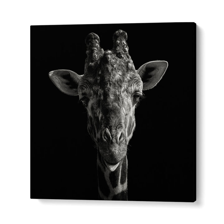 CHEEKY GIRAFFE WILDLIFE PHOTOGRAPHY in Gallery Wrap