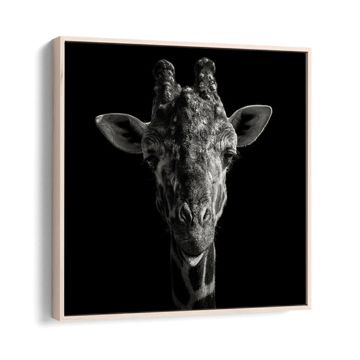 CHEEKY GIRAFFE WILDLIFE PHOTOGRAPHY in Oak Wood Floater Frame