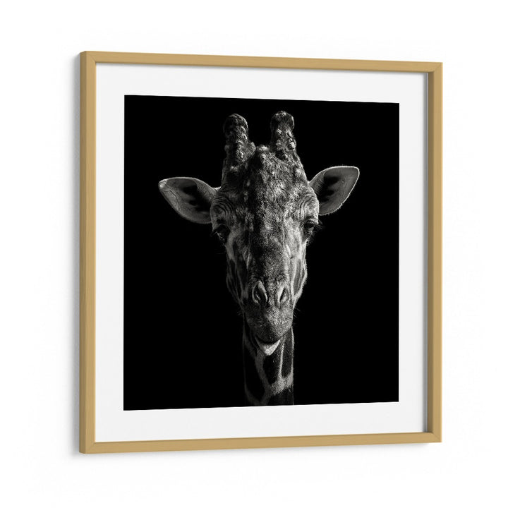 CHEEKY GIRAFFE WILDLIFE PHOTOGRAPHY in Oak Wood Frame With Mount