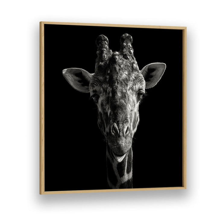 CHEEKY GIRAFFE WILDLIFE PHOTOGRAPHY in Oak Wood Plain Frame