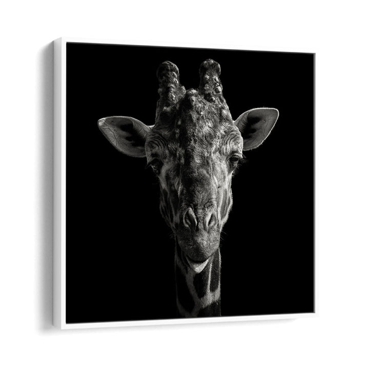 CHEEKY GIRAFFE WILDLIFE PHOTOGRAPHY in White Floater Frame