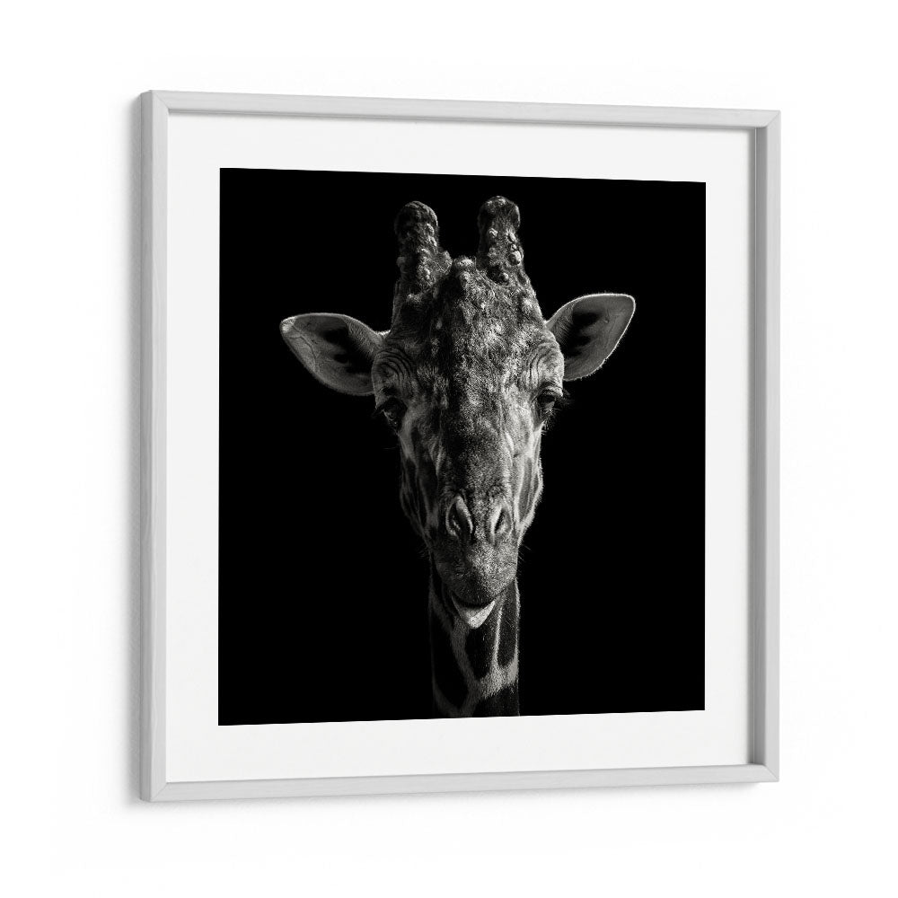 CHEEKY GIRAFFE WILDLIFE PHOTOGRAPHY in White Frame With Mount