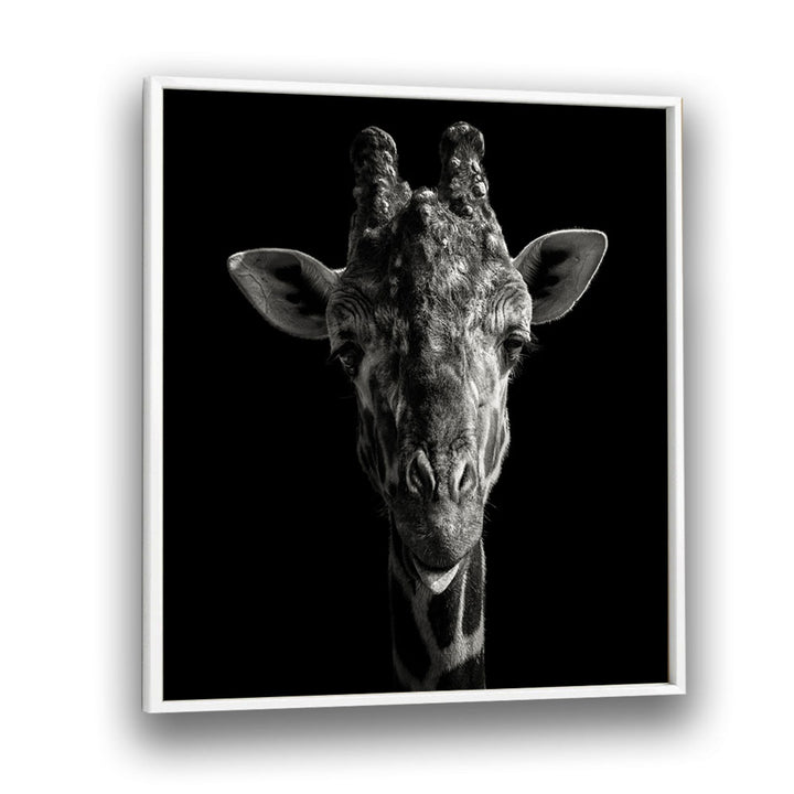 CHEEKY GIRAFFE WILDLIFE PHOTOGRAPHY in White Plain Frame