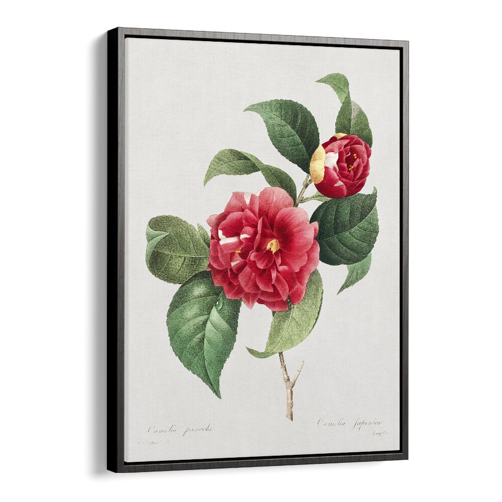 Choix Des Plus Belles Fleurs Botanical Flower Paintings Artwork  in Black Floater Frame