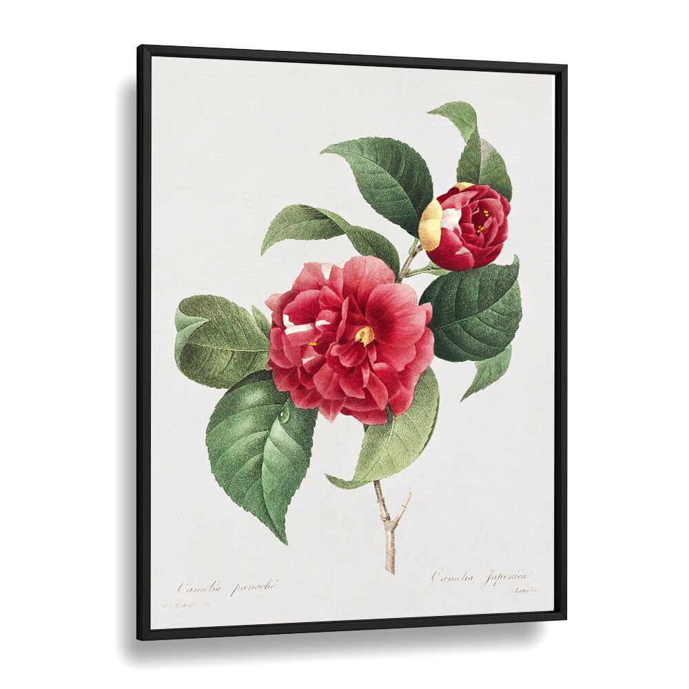 Choix Des Plus Belles Fleurs  Botanical Flower Paintings Artwork  in Black Plain Frame