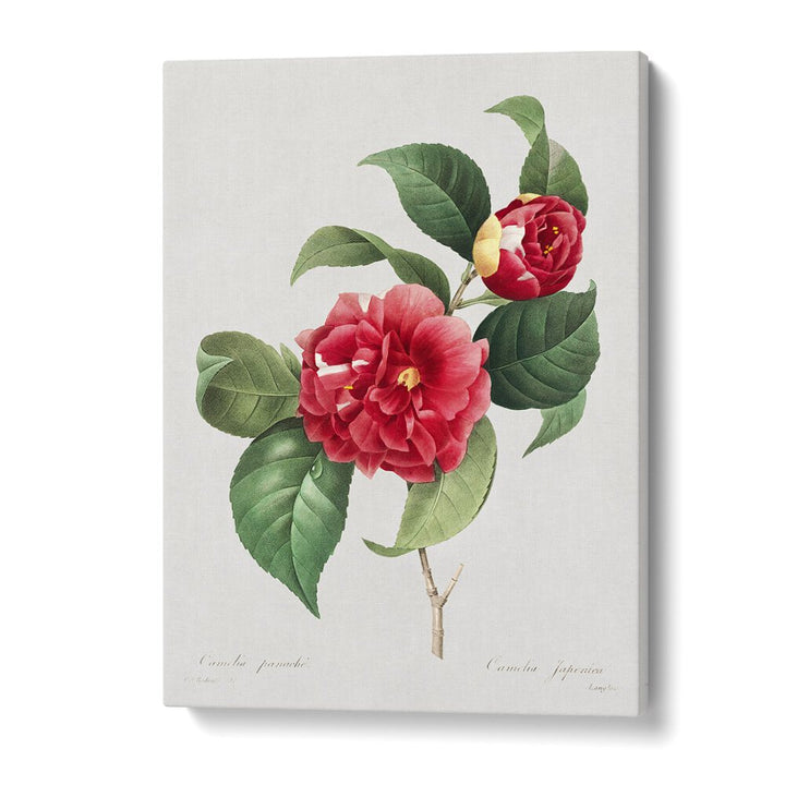 Choix Des Plus Belles Fleurs Botanical Flower Paintings Artwork in Gallery Wrap