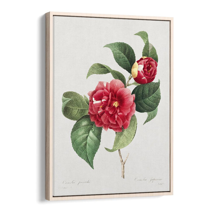 Choix Des Plus Belles Fleurs  Botanical Flower Paintings Artwork in Oak Wood Floater Frame