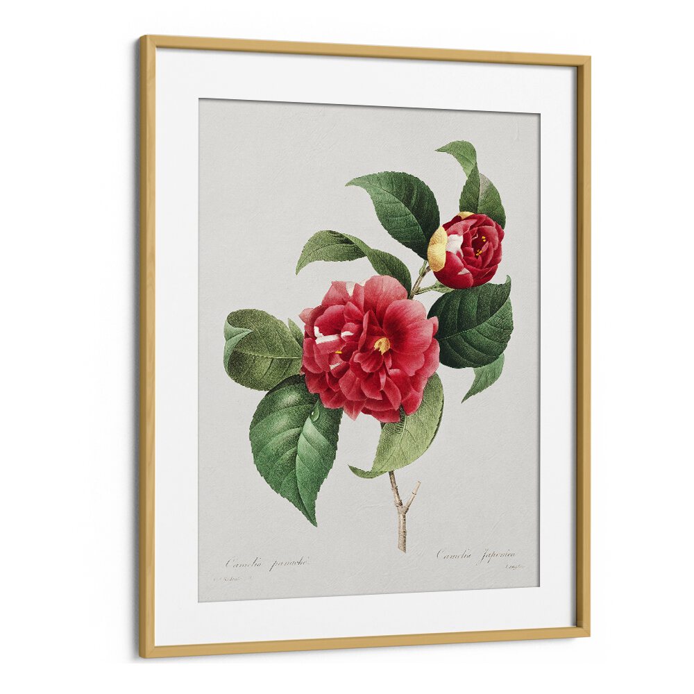 Choix Des Plus Belles Fleurs Botanical Flower Paintings Artwork in Oak Wood Frame With Mount