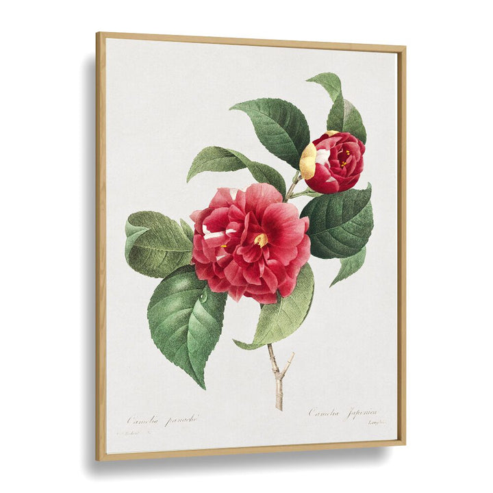 Choix Des Plus Belles Fleurs Botanical Flower Paintings Artwork in Oak Wood Plain Frame