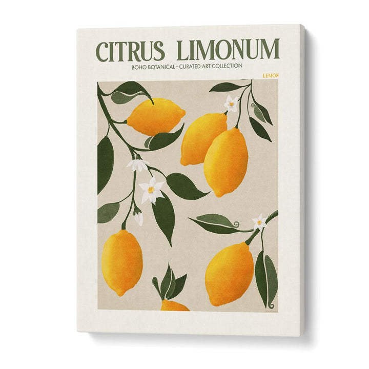 Citrus Limonum  Botanical Flower Paintings Artwork in Gallery Wrap