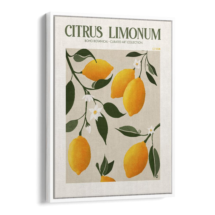 Citrus Limonum Botanical Flower Paintings Artwork  in White Floater Frame