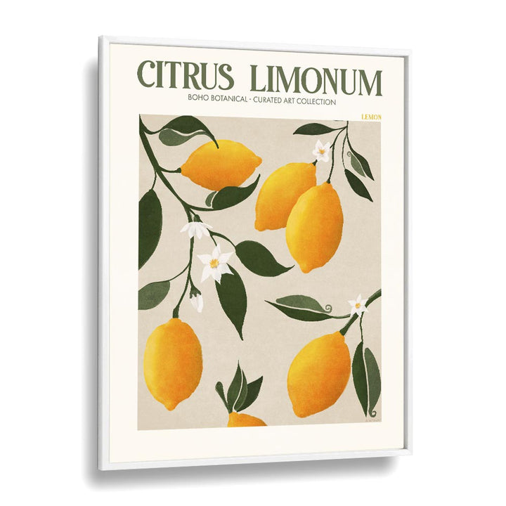 Citrus Limonum Botanical Flower Paintings Artwork  in White Plain Frame