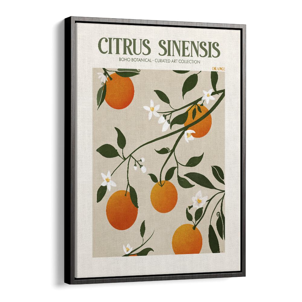 Citrus Sinesis   Botanical Flower Paintings Artwork  in Black Floater Frame