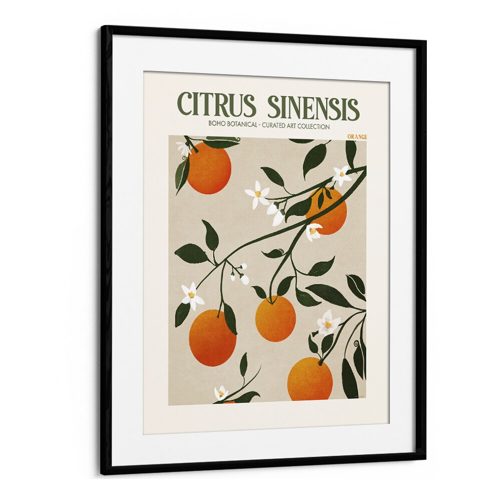 Citrus Sinesis  Botanical Flower Paintings Artwork  in Black Frame With Mount