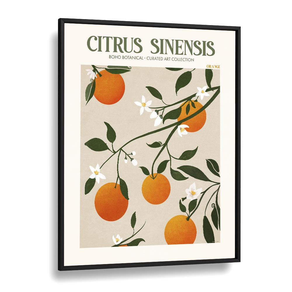 Citrus Sinesis Botanical Flower Paintings Artwork  in Black Plain Frame