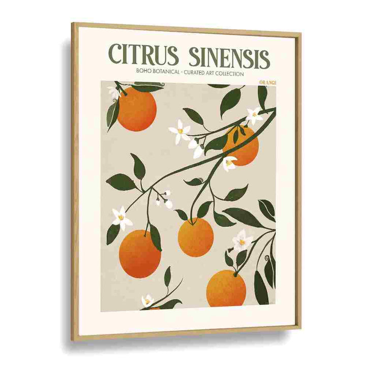 Citrus Sinesis Botanical Flower Paintings Artwork in Oak Wood Plain Frame