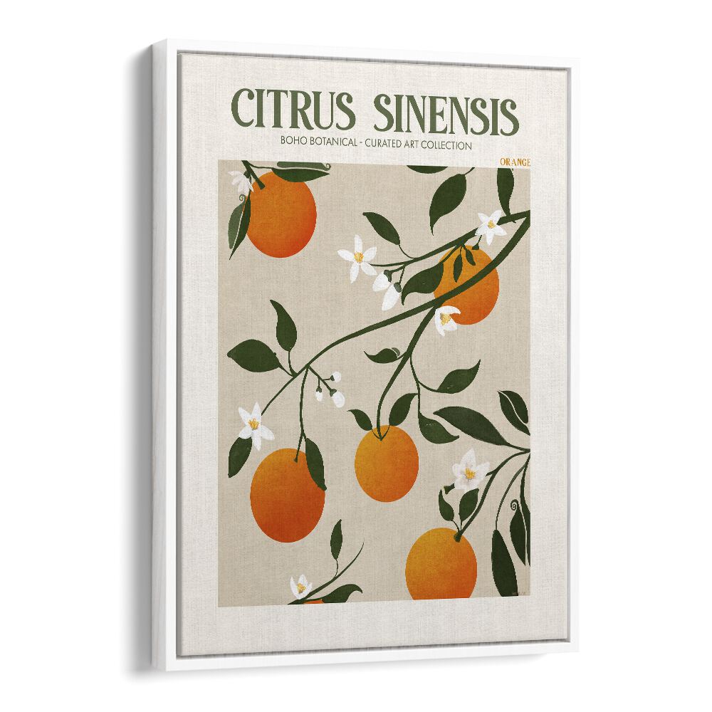 Citrus Sinesis  Botanical Flower Paintings Artwork  in White Floater Frame