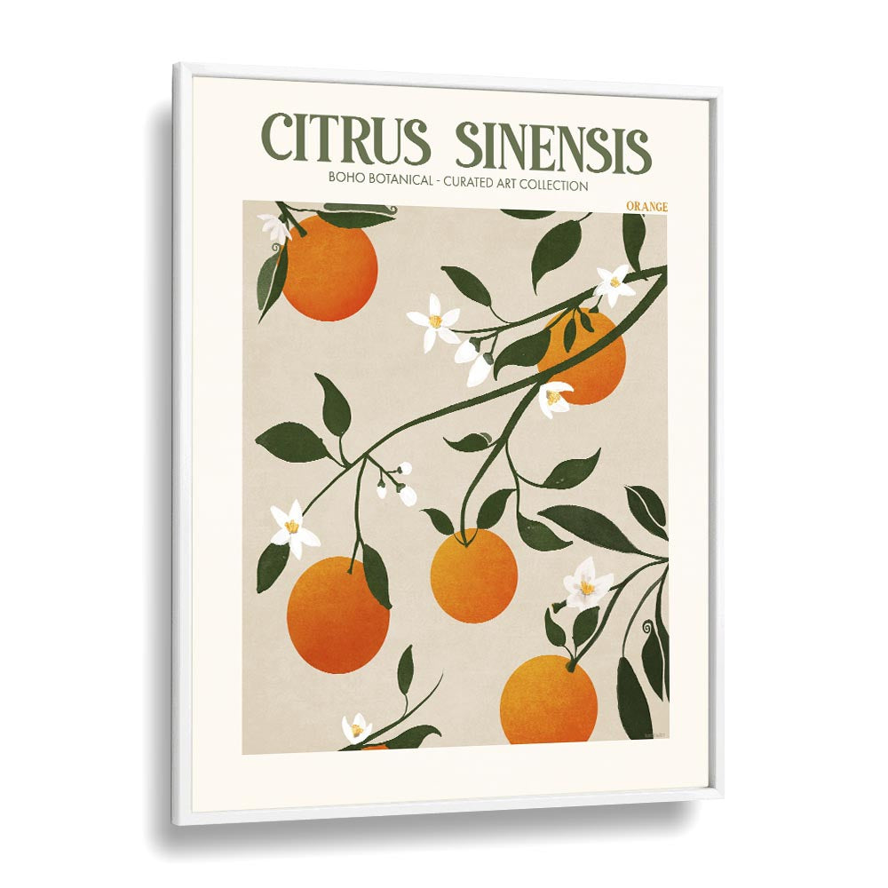 Citrus Sinesis   Botanical Flower Paintings Artwork  in White Plain Frame