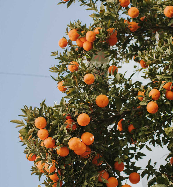 CLAUDIA CASAL - PHOTOGRAPHER