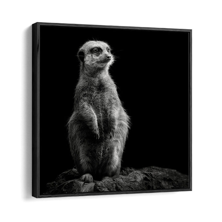 chre painting - MEERKAT by Asianmonk