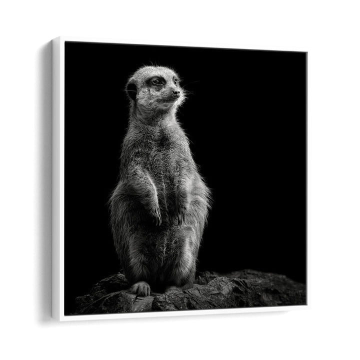 chre painting - MEERKAT by Asianmonk