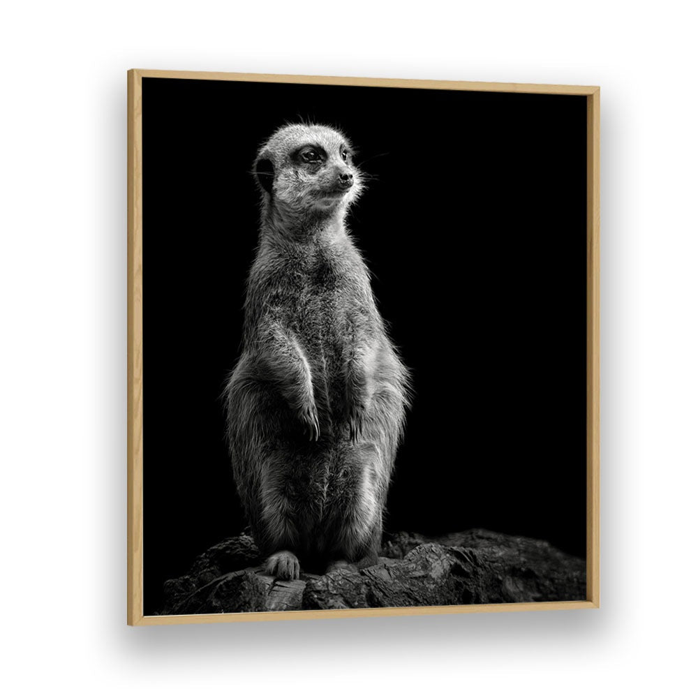 chre painting - MEERKAT by Asianmonk