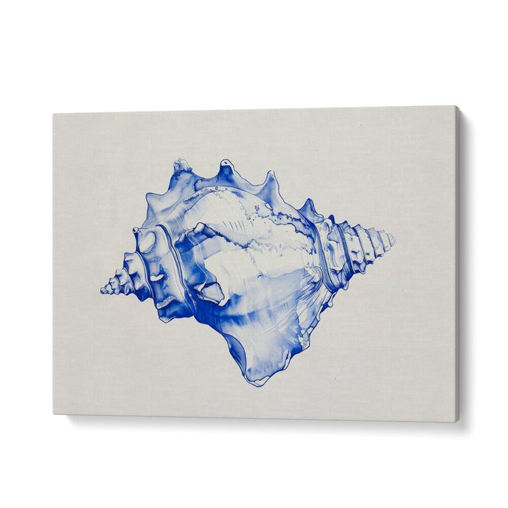 Cerulean Conch Iv Beach Prints Coastal Wall Art in Gallery Wrap