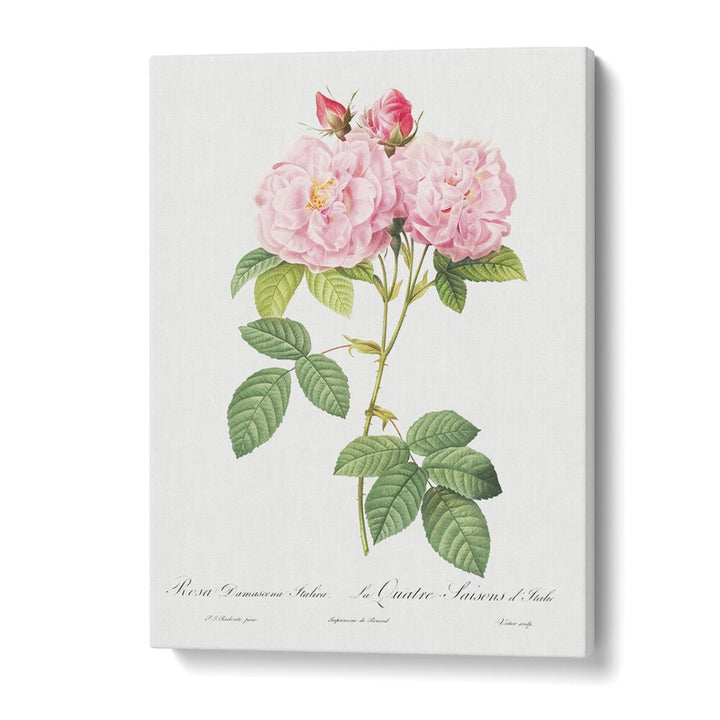 Eleganza Floreale    Botanical Flower Paintings Artwork in Gallery Wrap