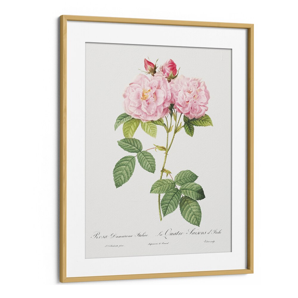 Eleganza Floreale    Botanical Flower Paintings Artwork in Oak Wood Frame With Mount