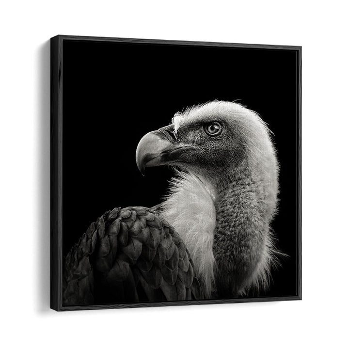 EURASIAN GRIFFON II WILDLIFE PHOTOGRAPHY in Black Floater Frame