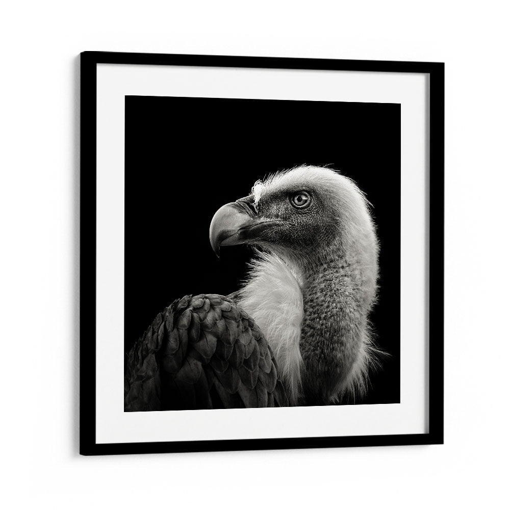 EURASIAN GRIFFON II WILDLIFE PHOTOGRAPHY in Black Frame With Mount