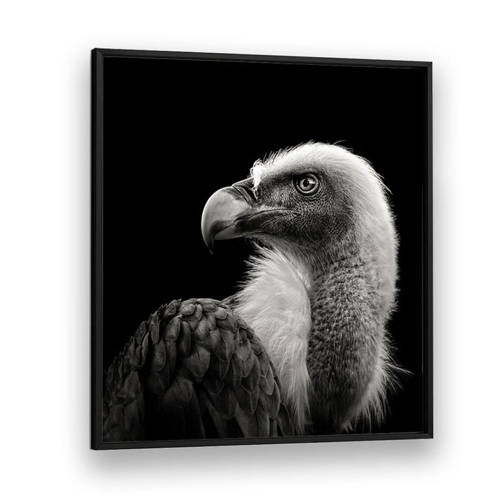 EURASIAN GRIFFON II WILDLIFE PHOTOGRAPHY in Black Plain Frame