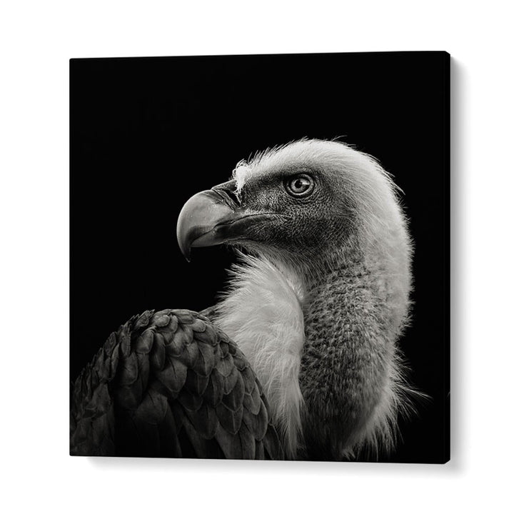 EURASIAN GRIFFON II WILDLIFE PHOTOGRAPHY in Gallery Wrap