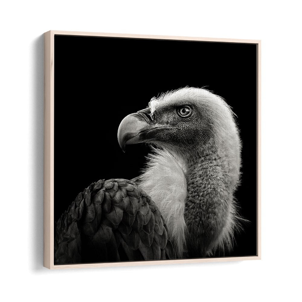 EURASIAN GRIFFON II WILDLIFE PHOTOGRAPHY in Oak Wood Floater Frame