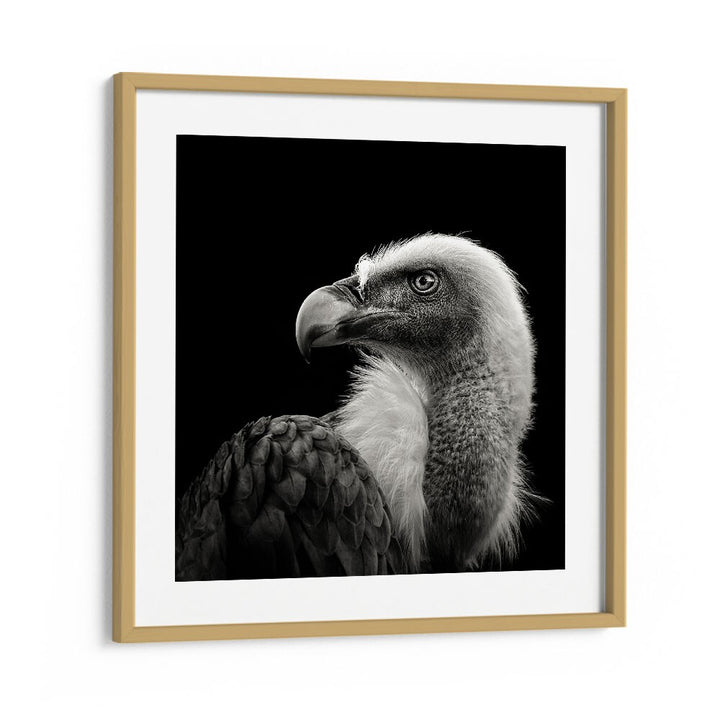 EURASIAN GRIFFON II WILDLIFE PHOTOGRAPHY in Oak Wood Frame With Mount