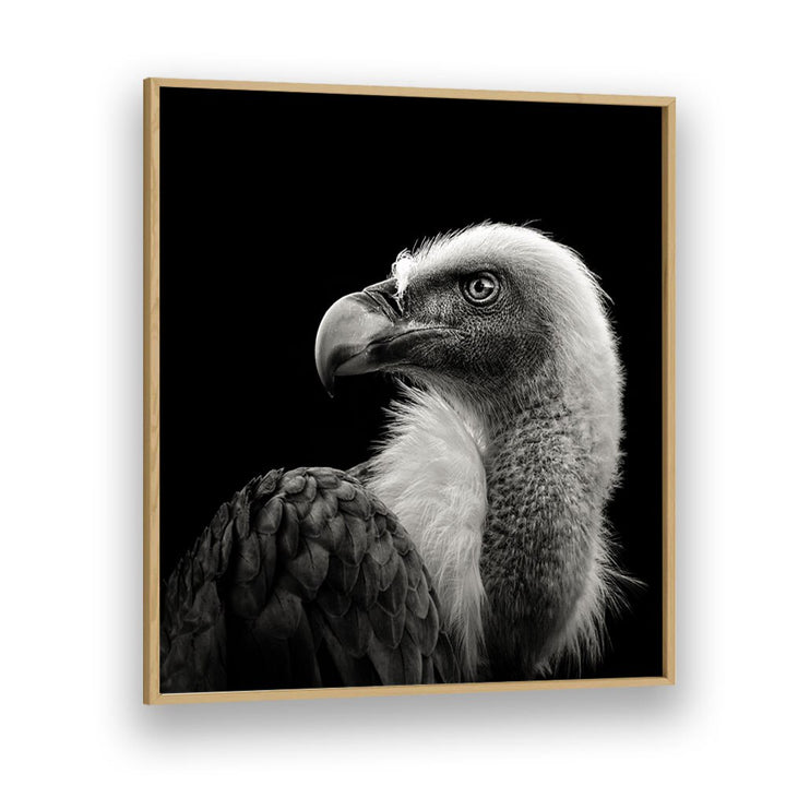 EURASIAN GRIFFON II WILDLIFE PHOTOGRAPHY in Oak Wood Plain Frame