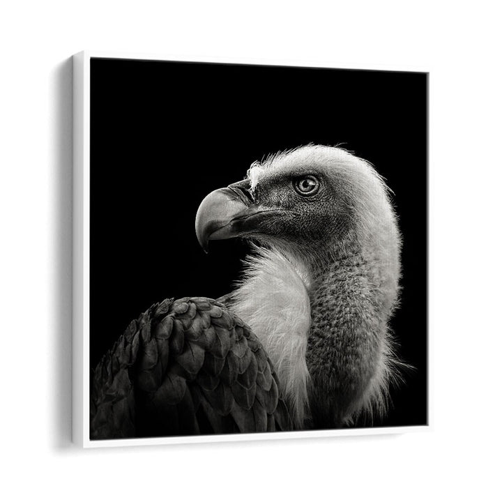 EURASIAN GRIFFON II WILDLIFE PHOTOGRAPHY in White Floater Frame