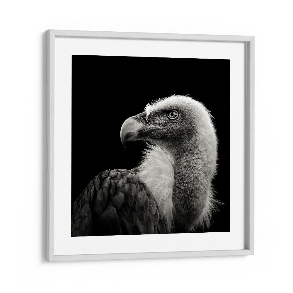 EURASIAN GRIFFON II WILDLIFE PHOTOGRAPHY in White Frame With Mount