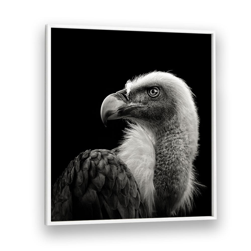 EURASIAN GRIFFON II WILDLIFE PHOTOGRAPHY in White Plain Frame