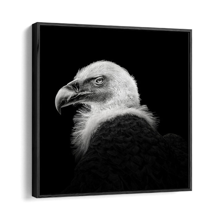 EURASIAN GRIFFON III WILDLIFE PHOTOGRAPHY in Black Floater Frame