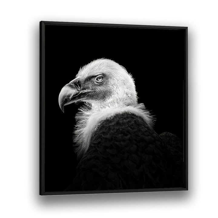 EURASIAN GRIFFON III WILDLIFE PHOTOGRAPHY in Black Plain Frame