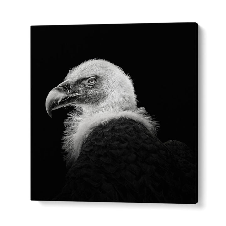 EURASIAN GRIFFON III WILDLIFE PHOTOGRAPHY in Gallery Wrap