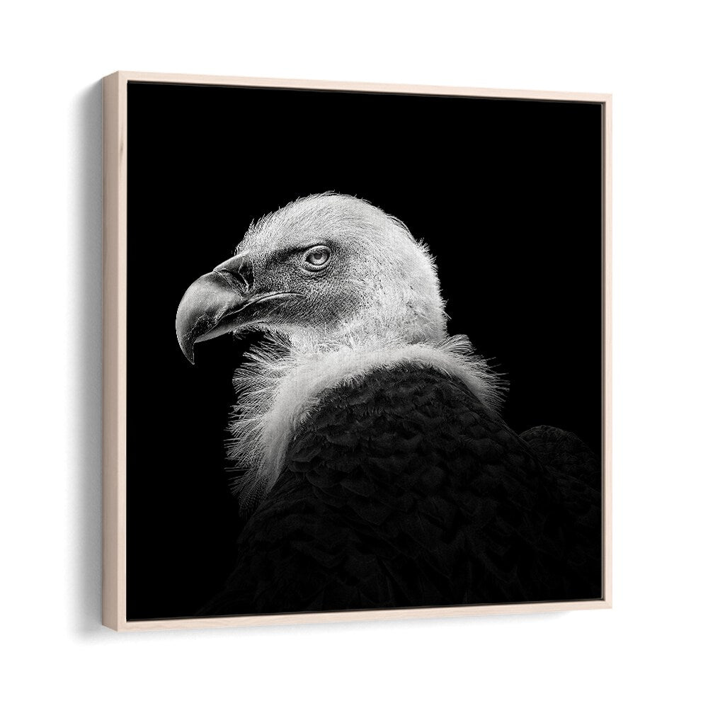 EURASIAN GRIFFON III WILDLIFE PHOTOGRAPHY in Oak Wood Floater Frame