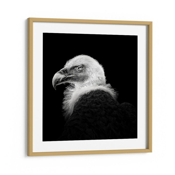 EURASIAN GRIFFON III WILDLIFE PHOTOGRAPHY in Oak Wood Frame With Mount