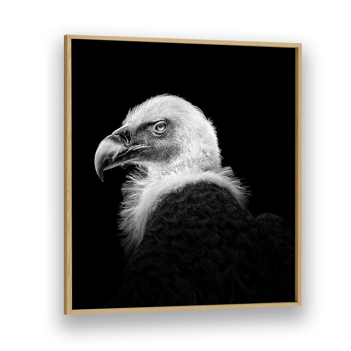 EURASIAN GRIFFON III WILDLIFE-PHOTOGRAPHY in Oak Wood Plain Frame