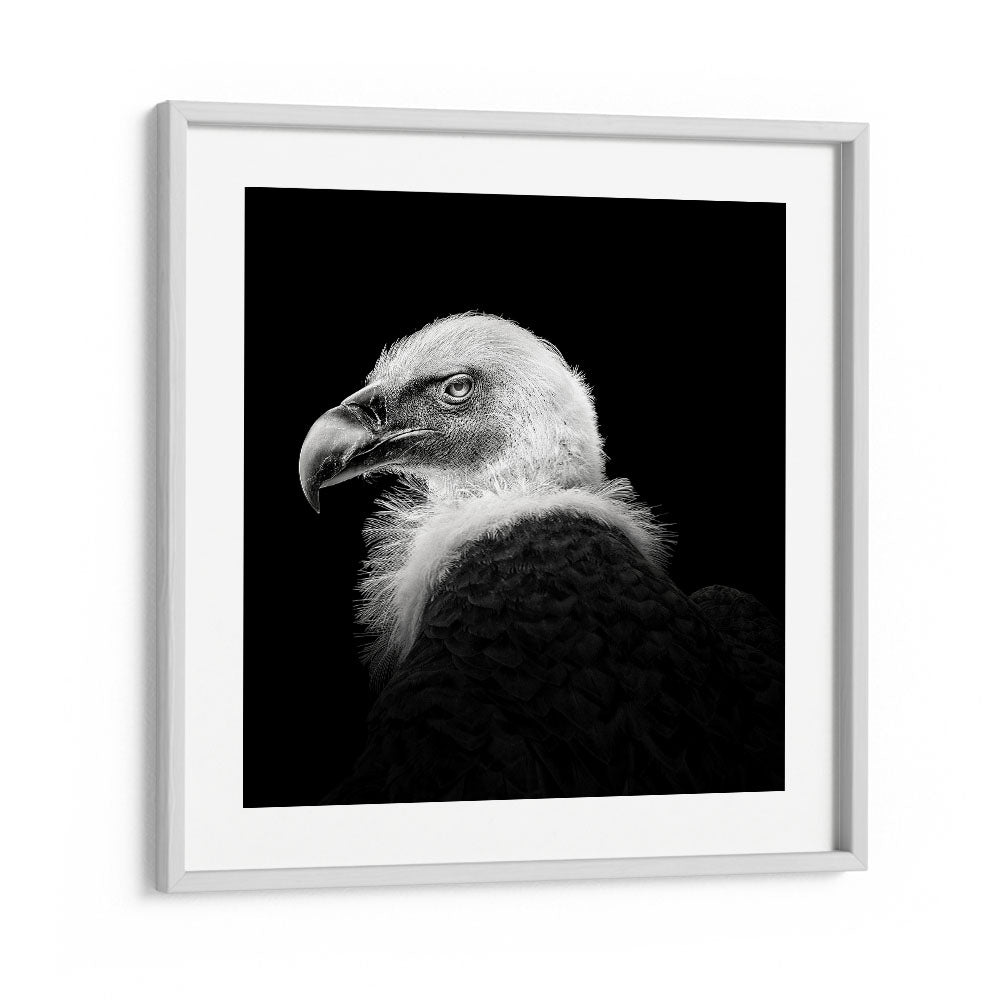 EURASIAN GRIFFON III WILDLIFE PHOTOGRAPHY in White Frame With Mount