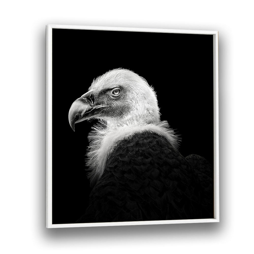 EURASIAN GRIFFON III WILDLIFE-PHOTOGRAPHY in White Plain Frame