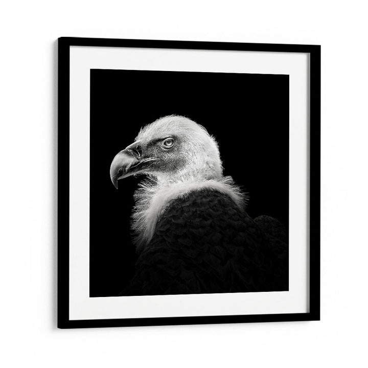 EURASIAN GRIFFON III WILDLIFE-PHOTOGRAPHY in Black Frame With Mount